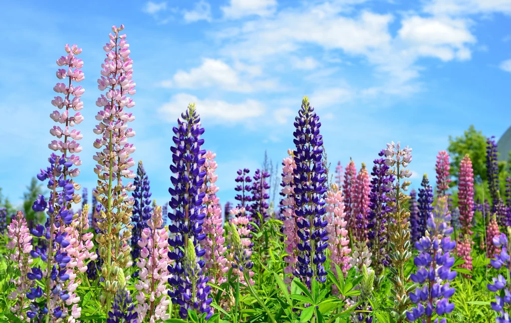 Purple Pink Lupine Tall Blooms Blue Sky