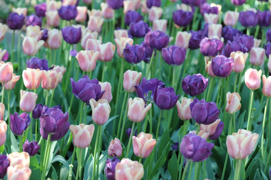 Purple Pink Tulip Bloom Petals Garden
