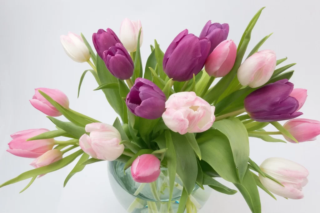 Purple Pink White Tulip Petals Vase