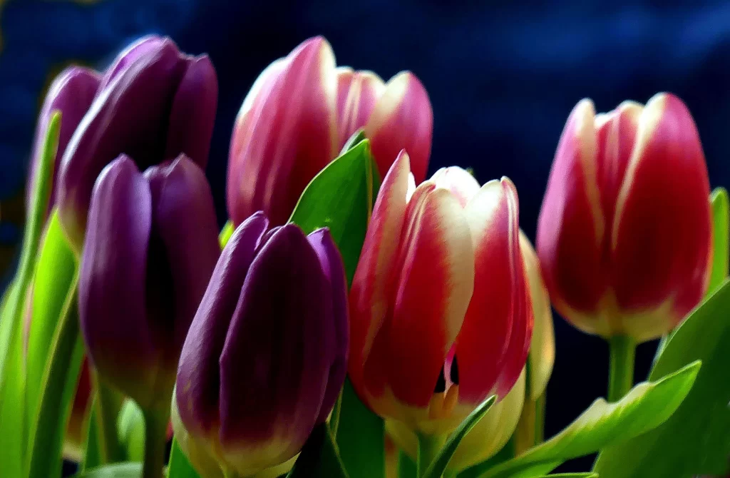 Purple Red Tulip Petals Vibrant Blooms