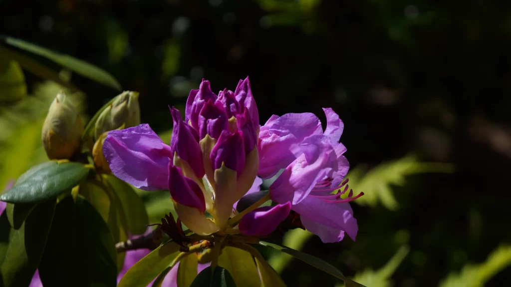 Purple Rhododendron Blooming Petals Green dark Leaves