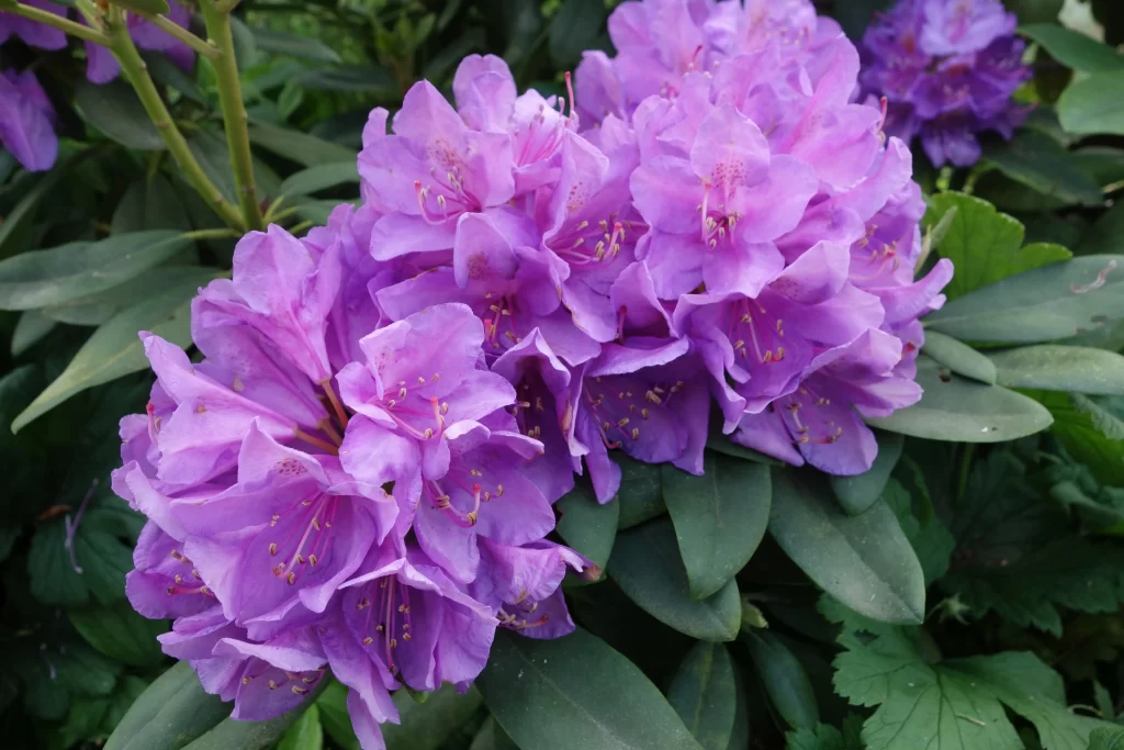 Purple Rhododendron Blooms Petals Green cool Leaves