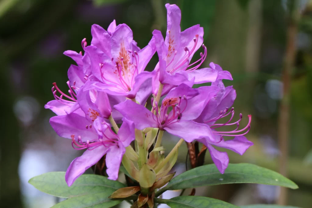 Purple Rhododendron Blooms Petals Anthers Green Leaves