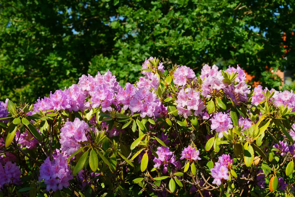 Purple Rhododendron Blooming Petals Green warm Leaves