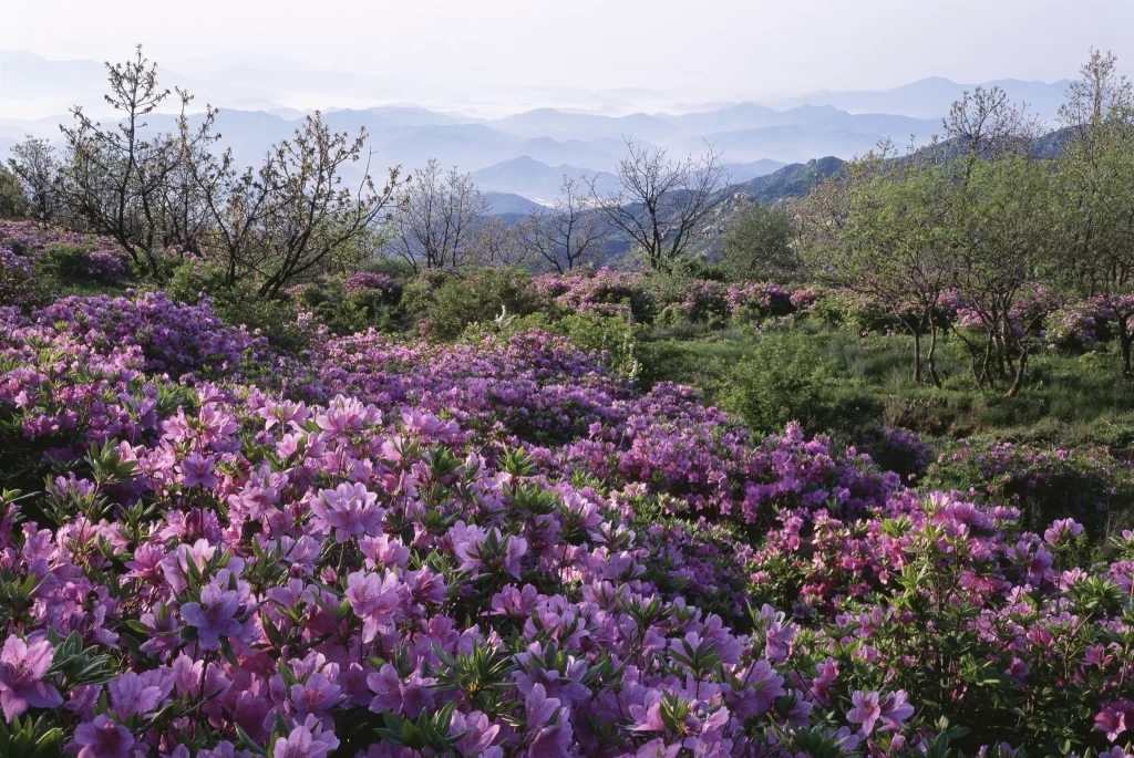 Purple Rhododendron Blooming Petals Hillside
