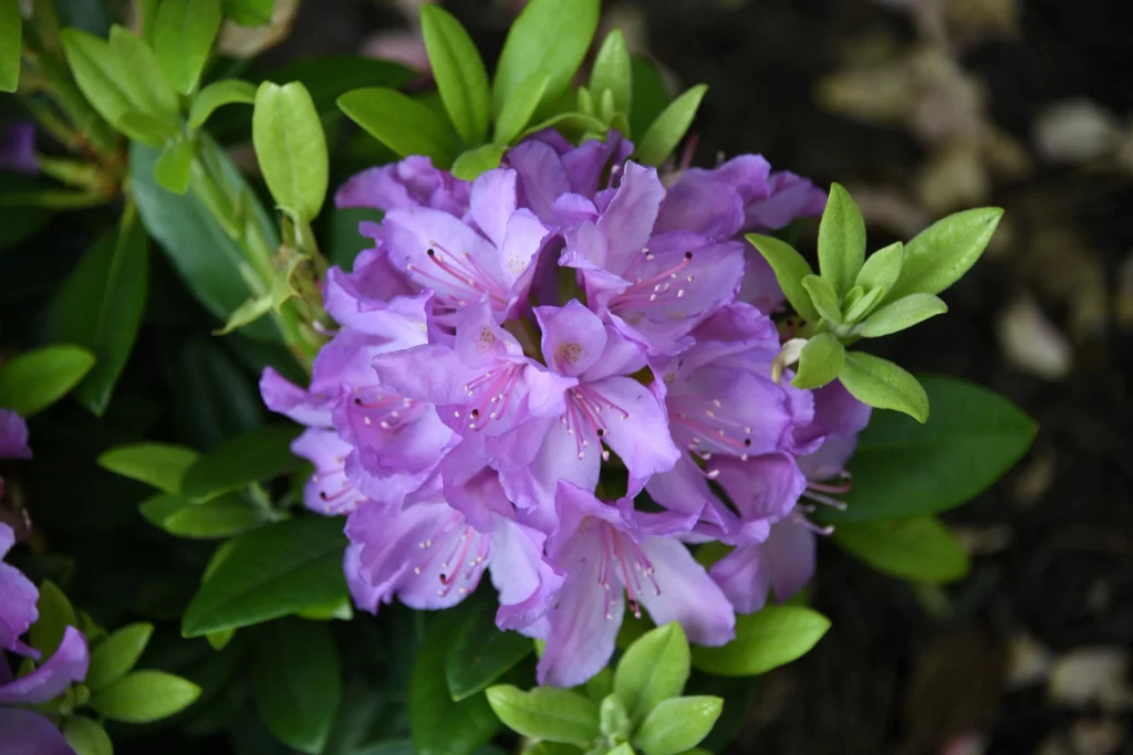 Purple Rhododendron Blooming Petals Green gray Leaves