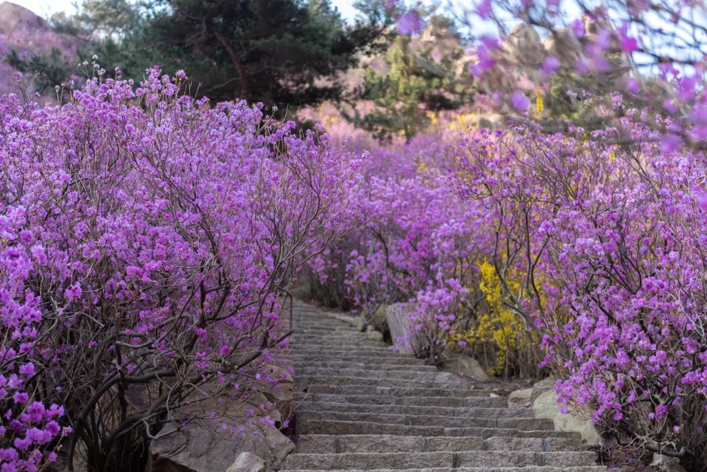 Purple Rhododendron Blooming Petals Stairs