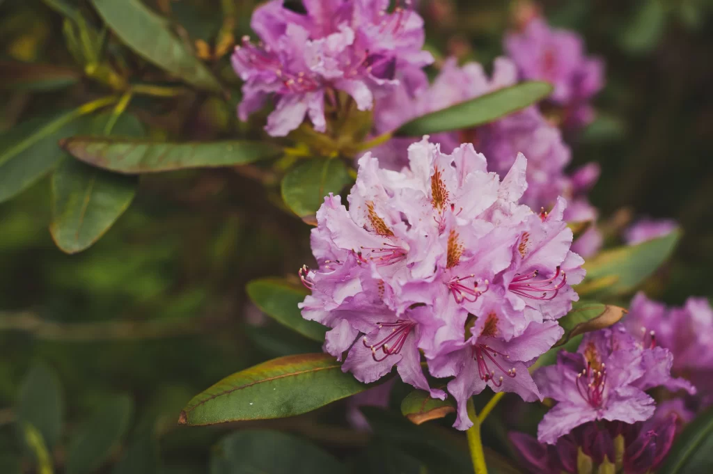 Purple Rhododendron Blooms Petals Green gray Leaves