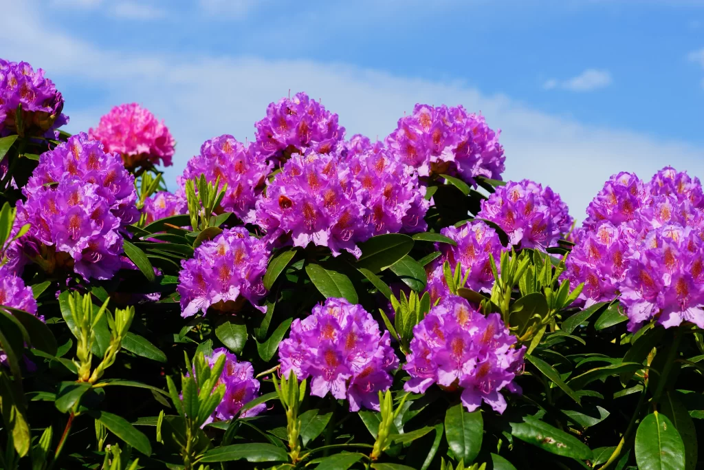Purple Rhododendron Blooms Petals Green Leaves Blue Sky