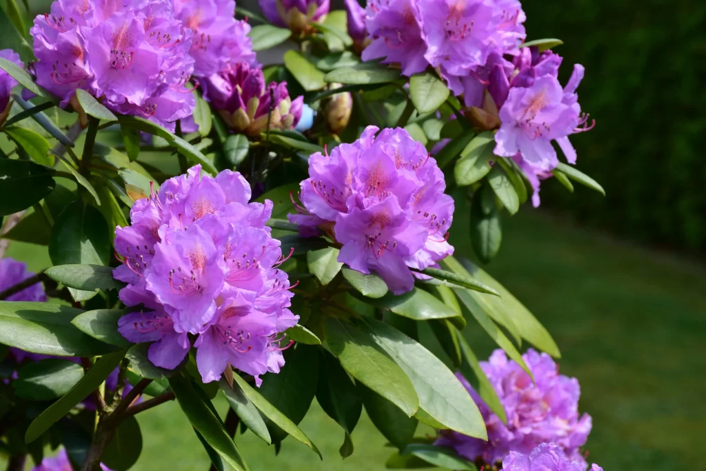 Purple Rhododendron Blooms Petals Green gray Leaves