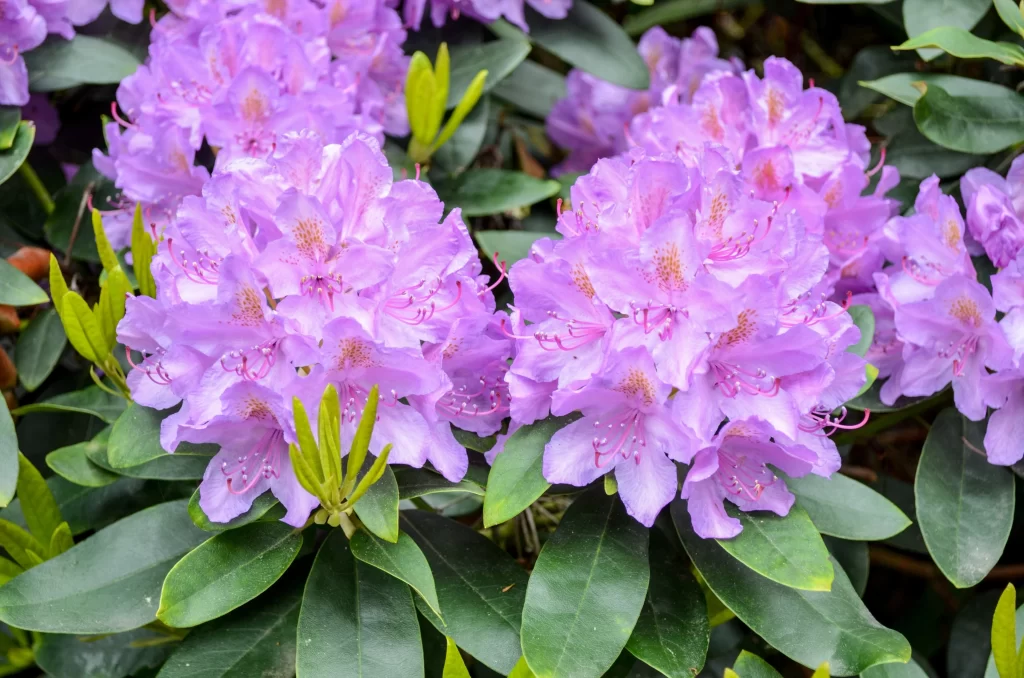 Purple Rhododendron Blooms Petals Green gray Leaves