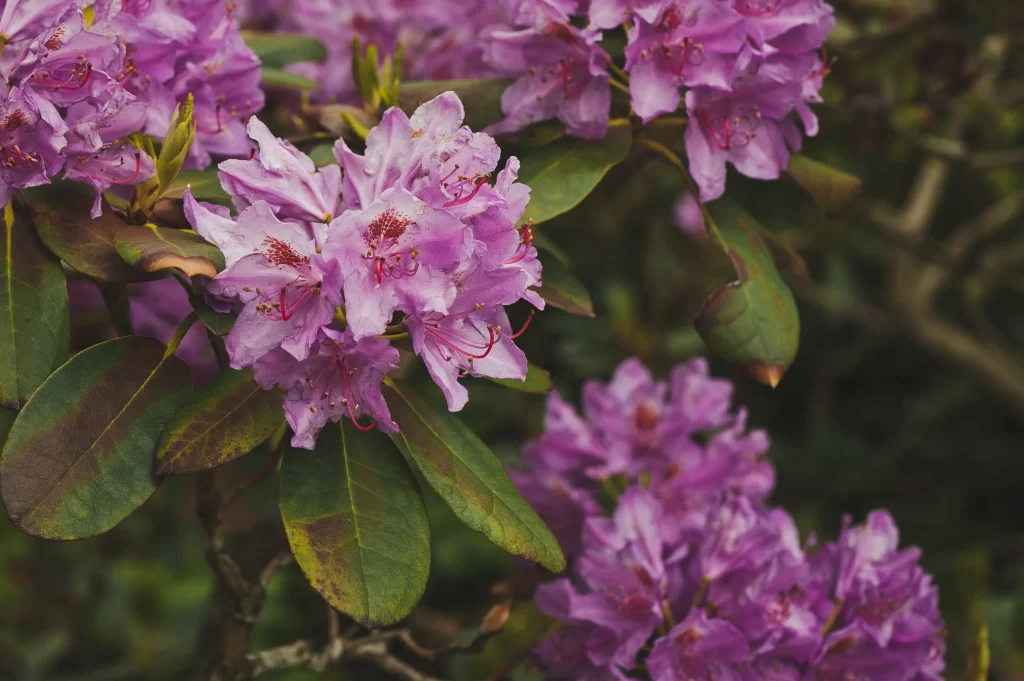 Purple Rhododendron Blooms Petals Green gray Leaves