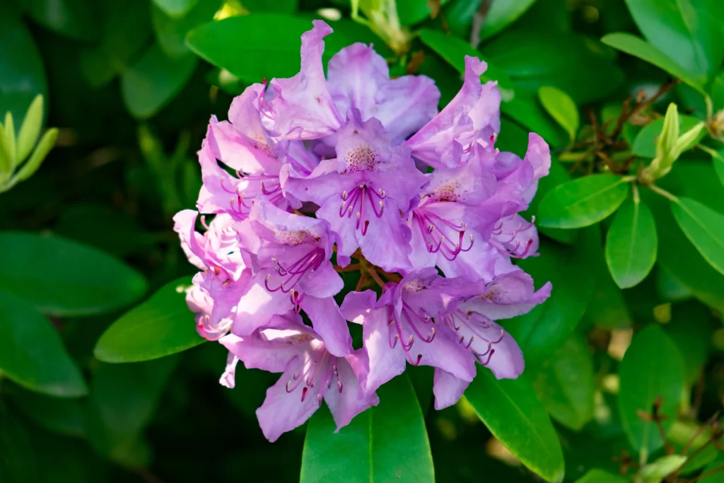 Purple Rhododendron Blooms Petals Green gray Leaves