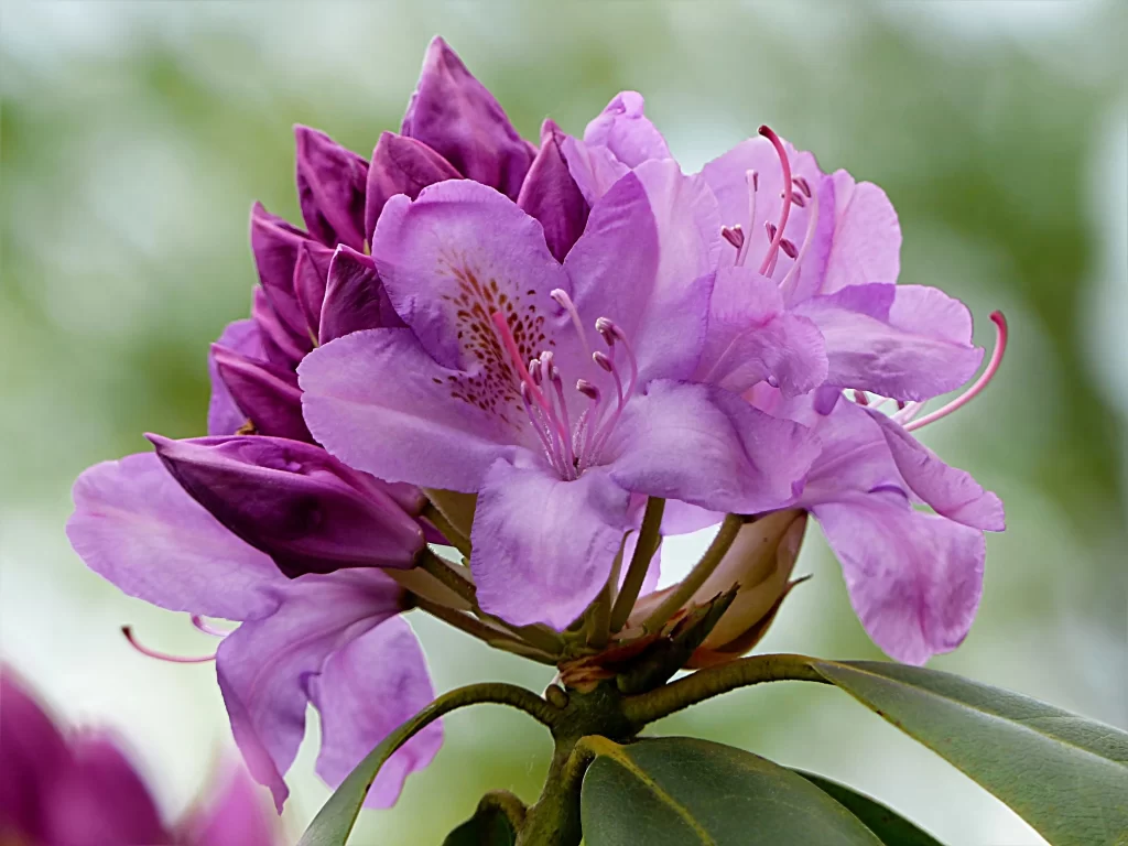 Purple Rhododendron Blooming Petals Green gray Leaves