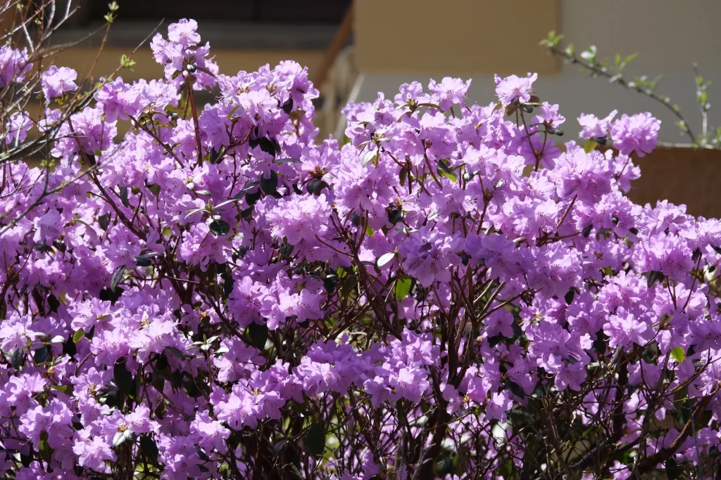 Purple Rhododendron Blooming Petals Dense Sunlight