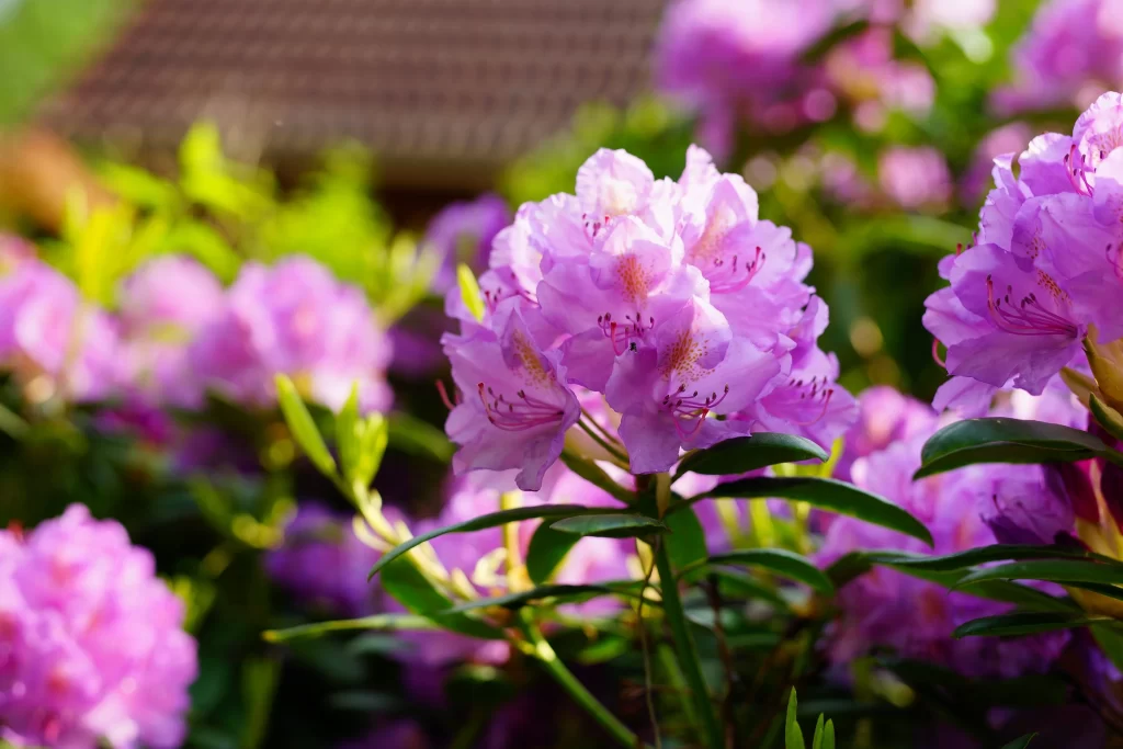 Purple Rhododendron Blooming Petals Green warm Leaves