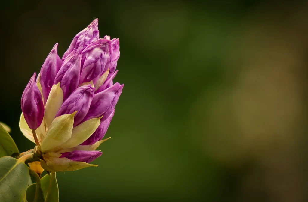 Purple Rhododendron Bud Petals Green Background