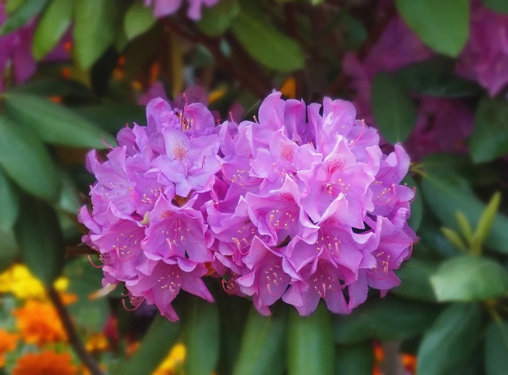Purple Rhododendron Cluster Petals Green Leaves