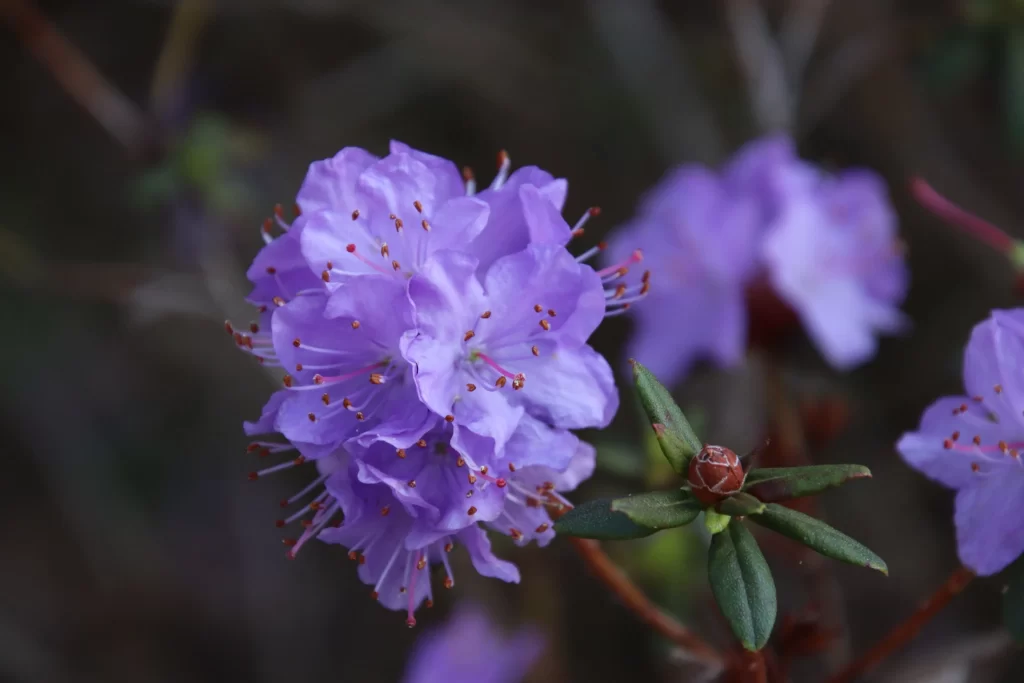 Purple Rhododendron Cluster Petals Stamen Dark Background