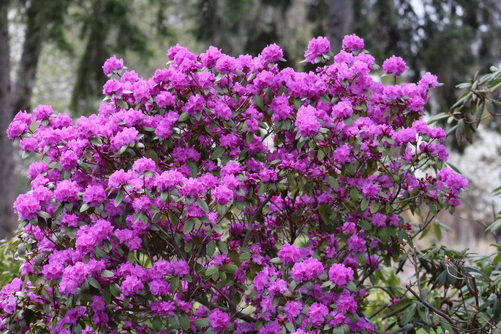 Purple Rhododendron Dense Blooms Green warm Leaves