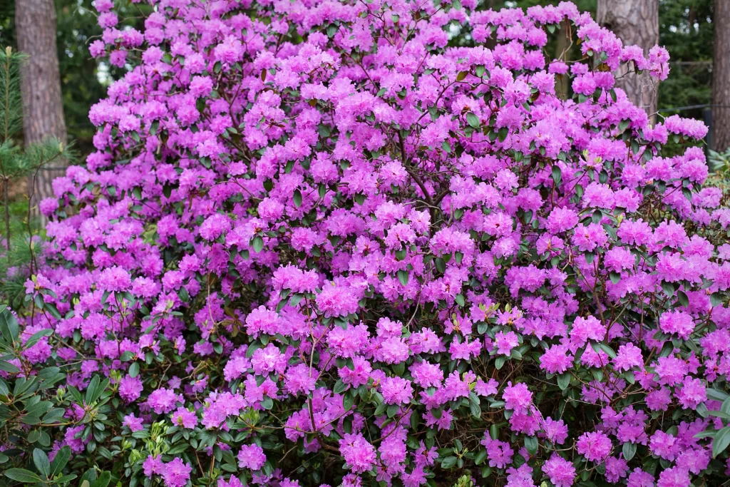 Purple Rhododendron Dense Blooms Green warm Leaves