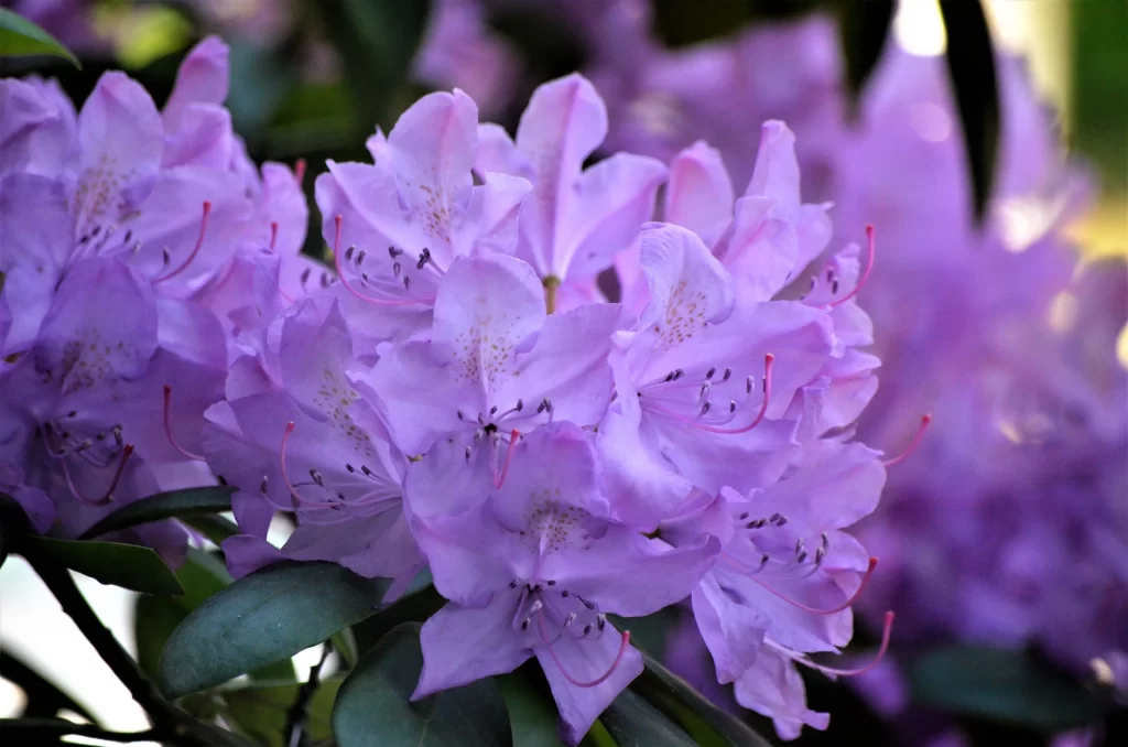 Purple Rhododendron Petals Blooming Green cool Leaves