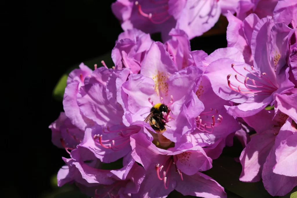 Purple Rhododendron Petals Bee Yellow Black