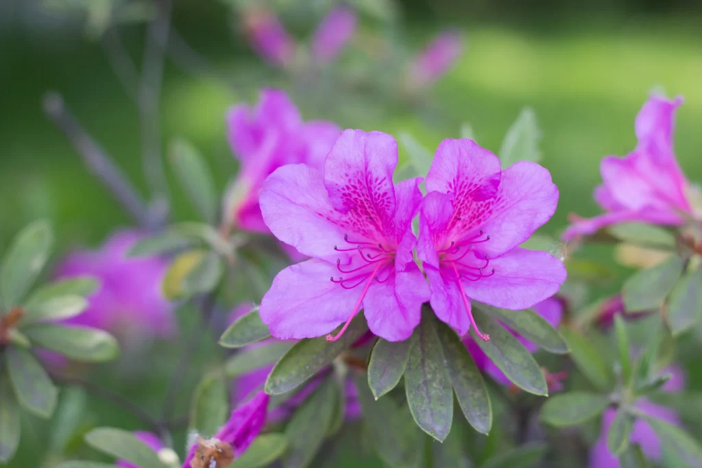 Purple Rhododendron Petals Blooming Green gray Leaves