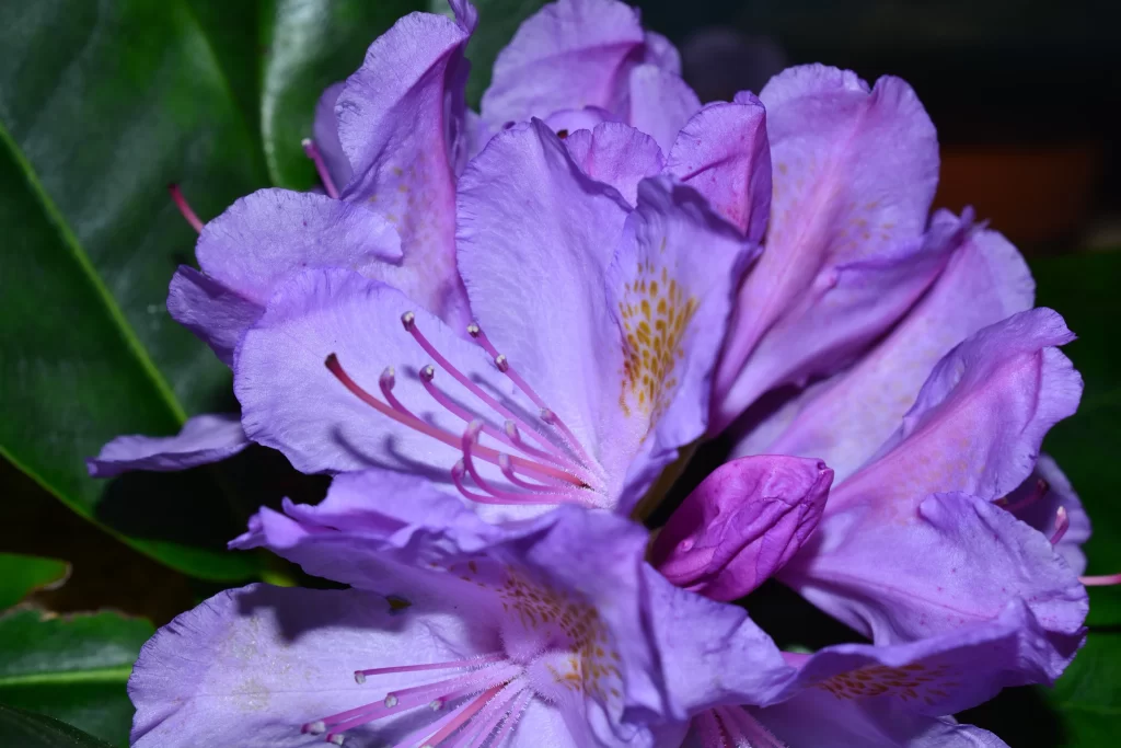 Purple Rhododendron Petals Yellow Spots Green cool Leaves