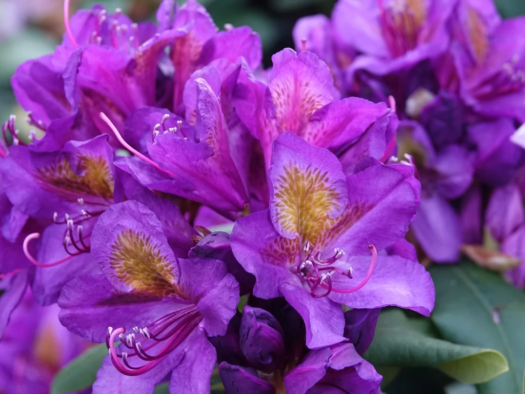 Purple Rhododendron Petals Yellow Speckles Green Leaves