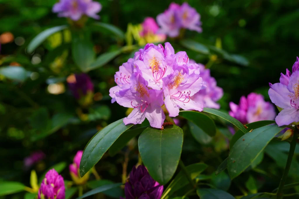 Purple Rhododendron Petals Yellow Spots Green gray Leaves