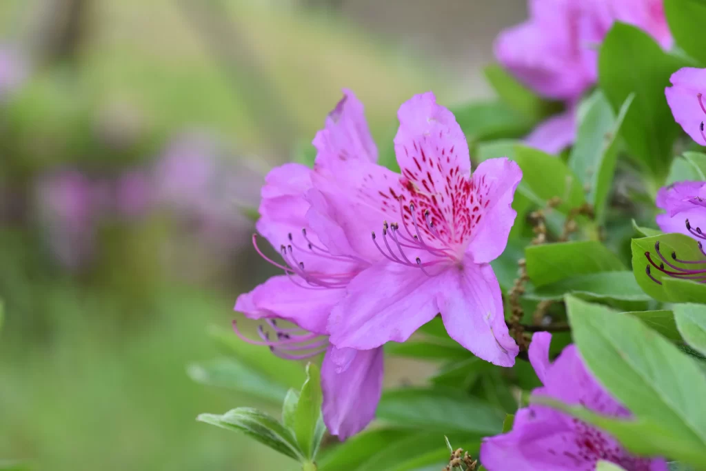 Purple Rhododendron Petals Speckled Green
