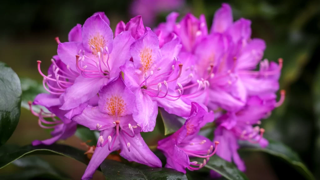Purple Rhododendron Petals Bright Yellow Dots Green Leaves