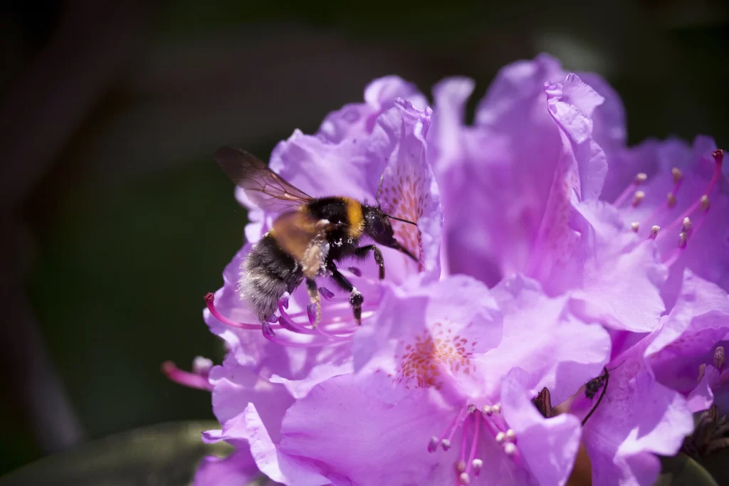 Purple Rhododendron Petals Bee Pollen