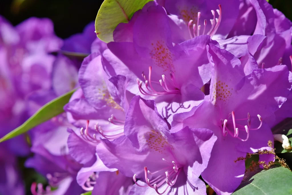 Purple Rhododendron Petals Blooming cool Sunlight