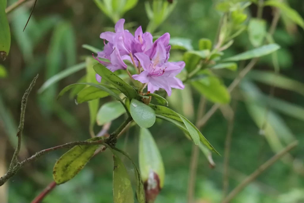 Purple Rhododendron Petals Green warm Leaves