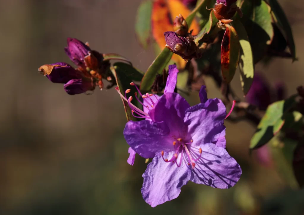 Purple Rhododendron Petals Sunlight Blooms