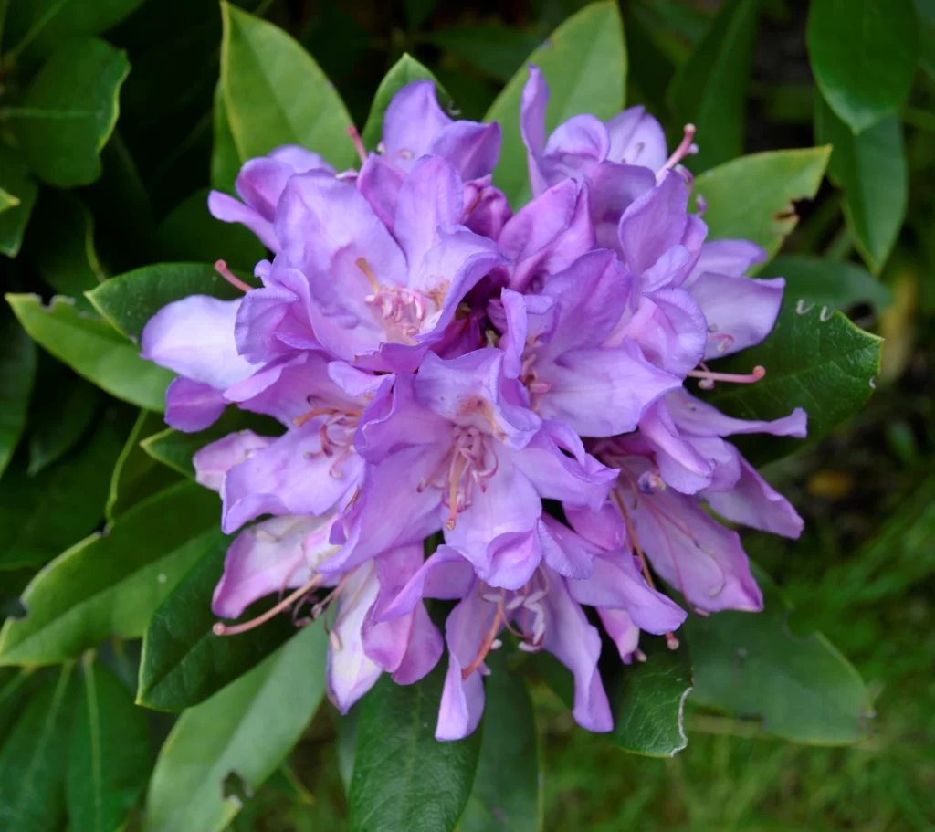 Purple Rhododendron Petals Blooming Green gray Leaves