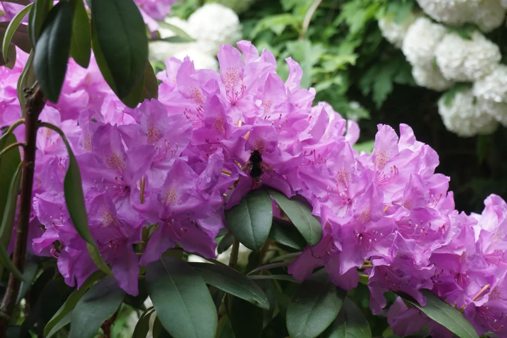 Purple Rhododendron Petals Dense Cluster Green Leaves