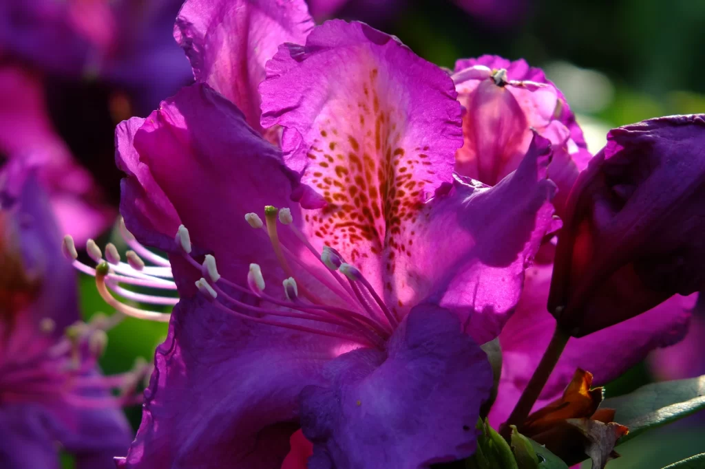 Purple Rhododendron Petals Spots Sunlight