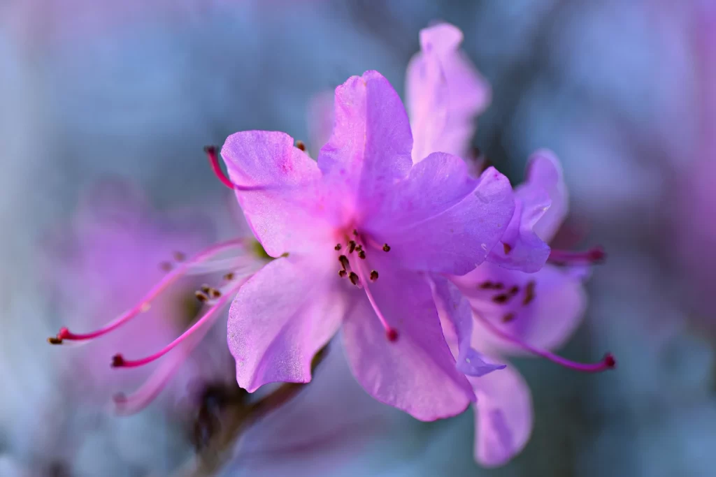 Purple Rhododendron Petals Stamen Soft Focus