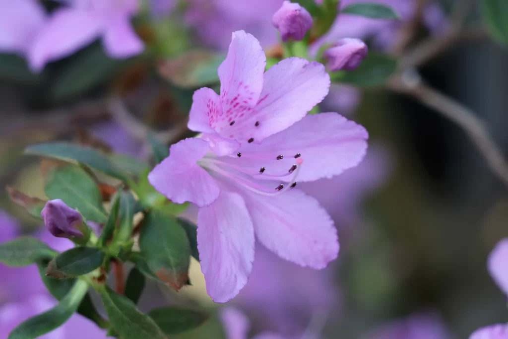Purple Rhododendron Petals Stamen Green Leaves
