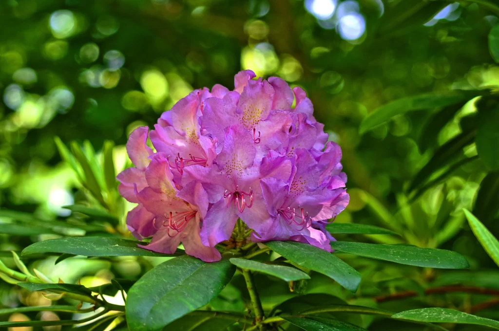 Purple Rhododendron Petals Green warm Leaves