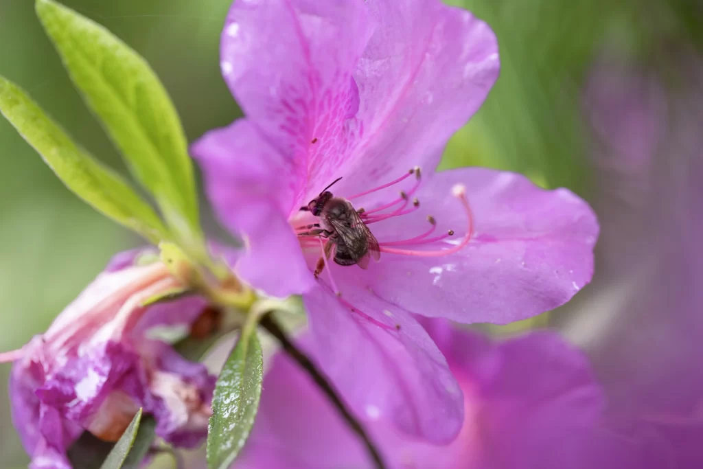 Purple Rhododendron Petals Dewdrops Bee