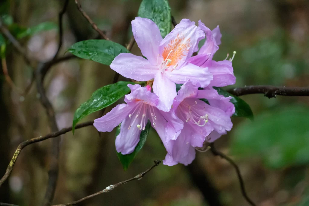 Purple Rhododendron Petals Dewdrops Green gray Leaves