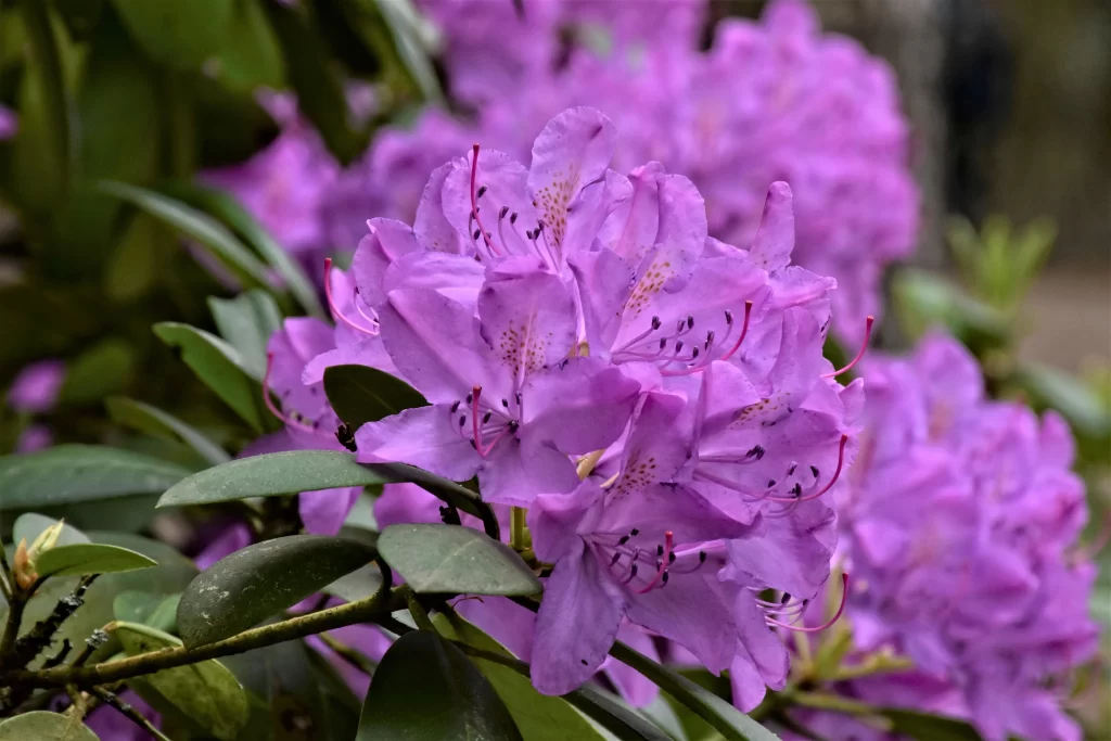 Purple Rhododendron Petals Blooming Green warm Leaves