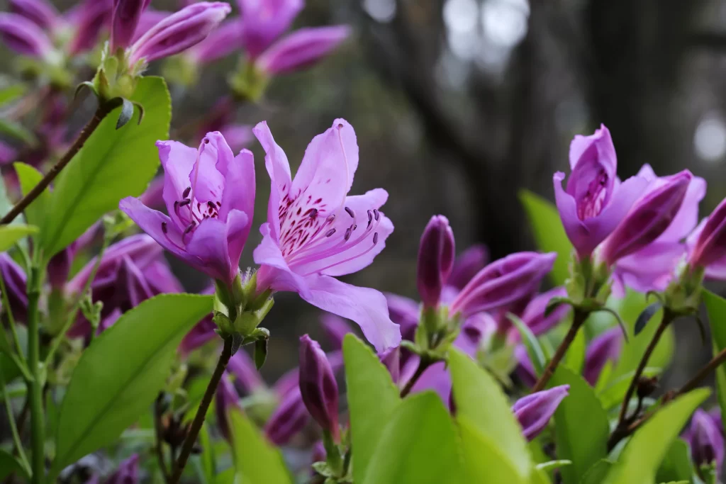 Purple Rhododendron Petals Blooming Green gray Leaves