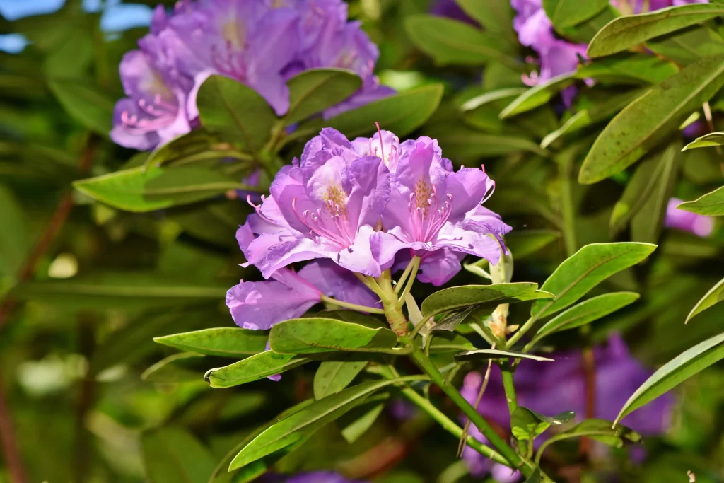 Purple Rhododendron Petals Green Leaves Bright