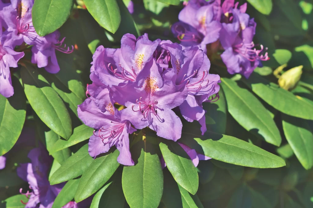 Purple Rhododendron Petals Green gray Leaves