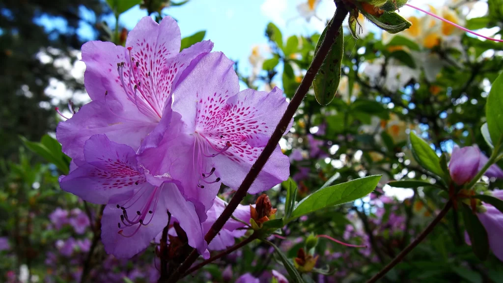 Purple Rhododendron Petals Blooming Green gray Leaves